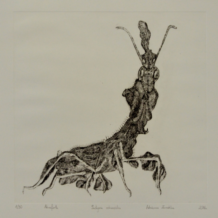 Pustynna odnózka, Akwaforta, 1/30, 30x30 cm, 2016