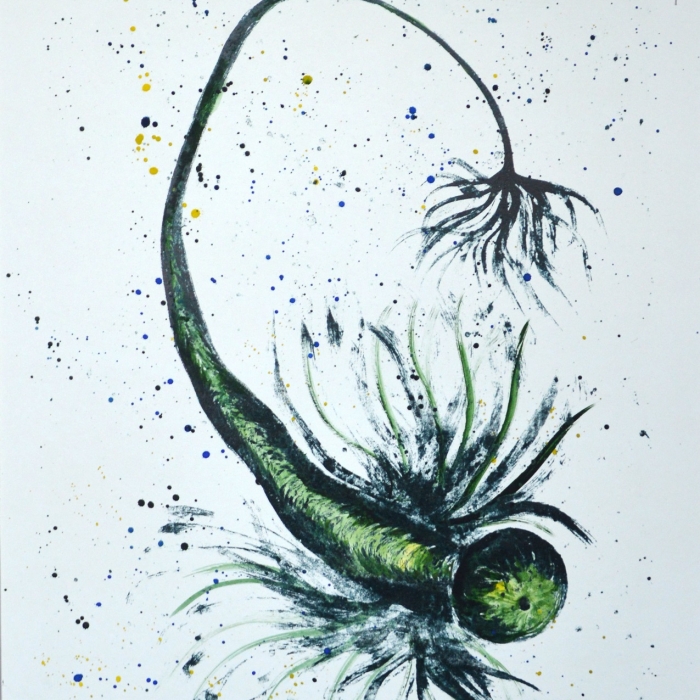 Kulogłów długoogonkowy, Litografia, Akwarela, 4/30, 50x70 cm, 2014