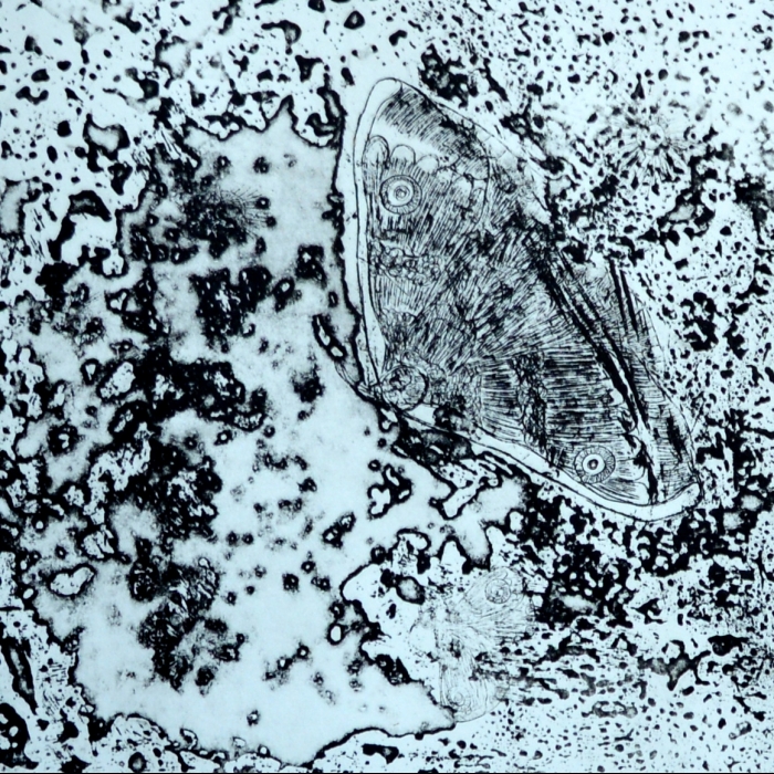 Motyl papirusowy, Akwaforta, Odprysk, 1/30, 16x16 cm, 2016