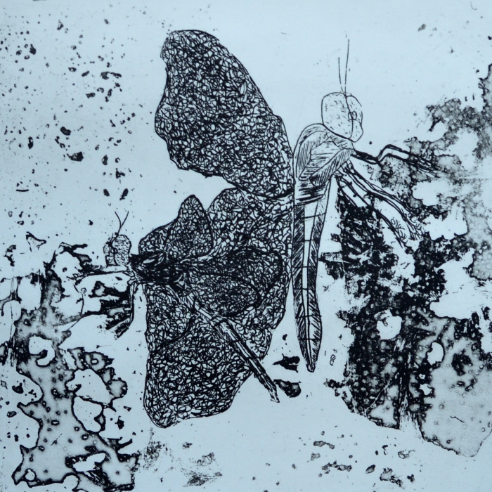 Wazki z delty Nilu, Akwaforta, Odprysk, 1/30, 16x16 cm, 2016