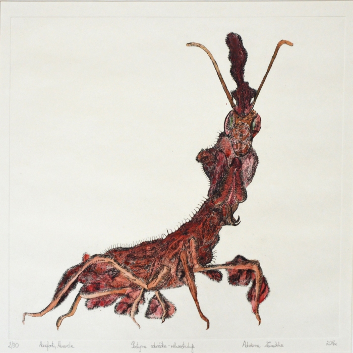 Pustynna odnóżka, Akwaforta, Akwarela, 2/30, 30x30 cm, 201