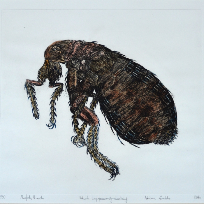 Kolczak krzywopazurowaty, Akwaforta, Akwarela, 2/30, 30x30 cm, 2016