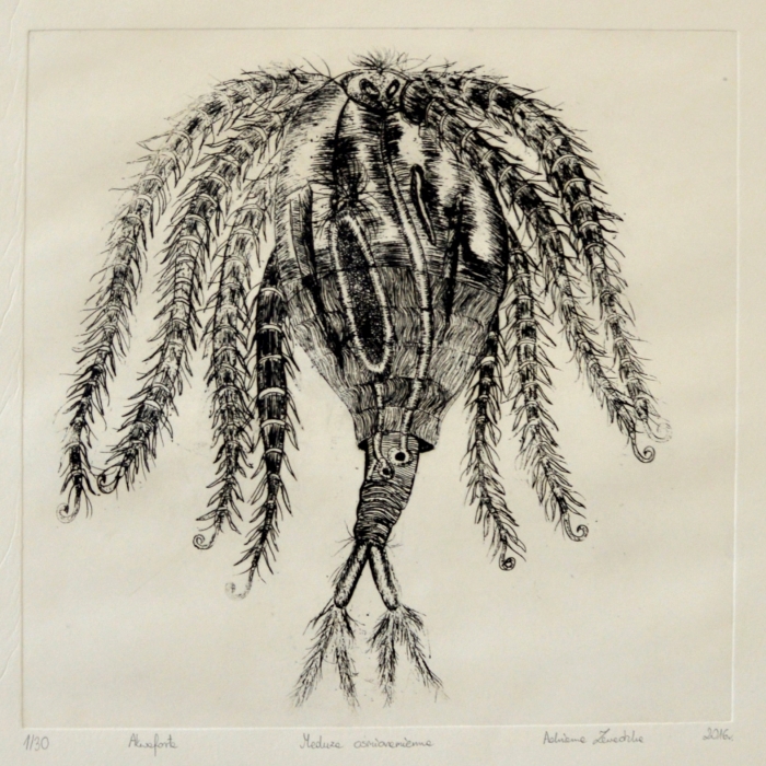 Meduza ośmioramienna, Akwaforta, 1/30, 30x30 cm, 2016