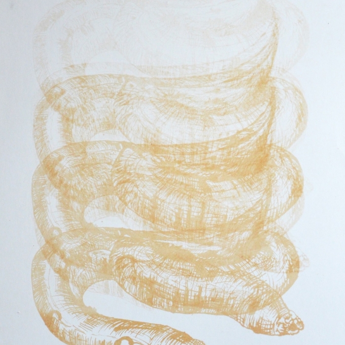 Dżdzownica subsacharysjka, Litografia, 1/20, 34x50 cm, 2016
