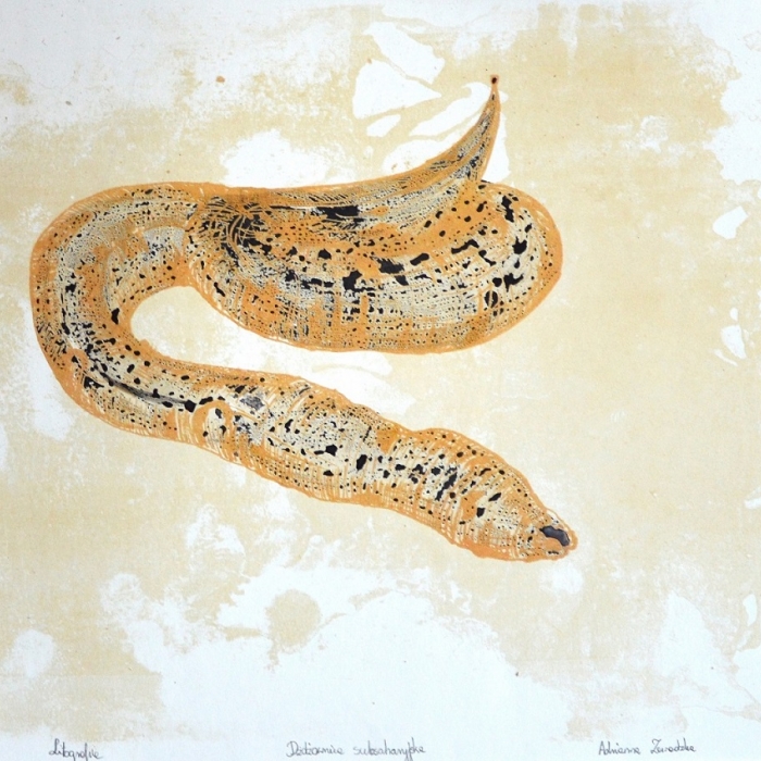 Dżdzownica subsacharysjka, Litografia, Akwarela, 4/20, 34x50 cm, 2016